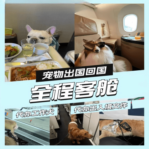 昆明宠物托运到白俄罗斯宠物入境规定和要求